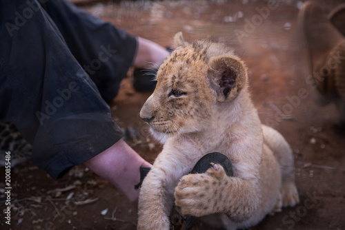 Fototapeta Naklejka Na Ścianę i Meble -  Young lion in ZOO rest and have calm time