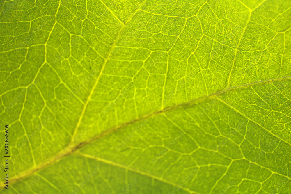 Leaf pattern. Closeup leaf texture. Leaf pattern. Closeup leaf texture.