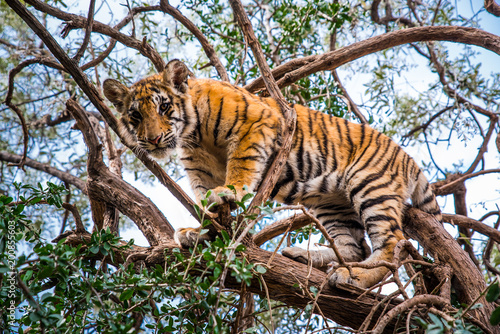 Fototapeta Naklejka Na Ścianę i Meble -  Young Tiger on the tree - photo in Africa