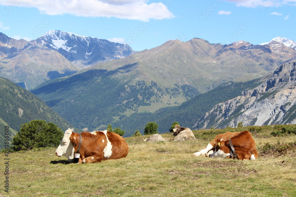 Cows on a mountain - Kühe auf dem Berg
