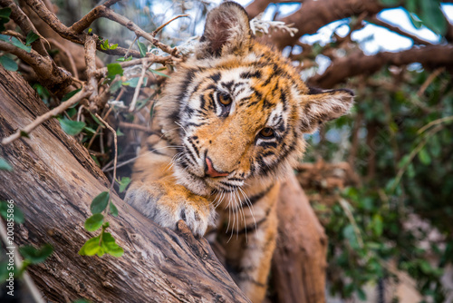 Fototapeta Naklejka Na Ścianę i Meble -  Tiger portrait - wild Animal photo in Africa. Animal Freedom photo, edit space