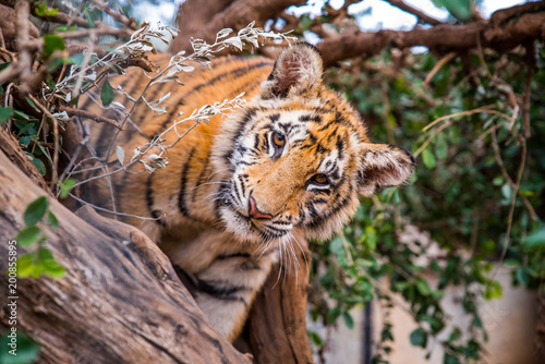 Fototapeta Naklejka Na Ścianę i Meble -  Tiger portrait - wild Animal photo in Africa