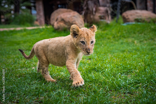 Fototapeta Naklejka Na Ścianę i Meble -  Young lion on green grass - photo with edit space