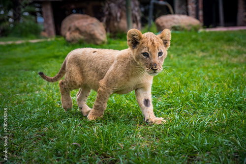 Fototapeta Naklejka Na Ścianę i Meble -  Young lion on green grass. Wild Animal in Africa