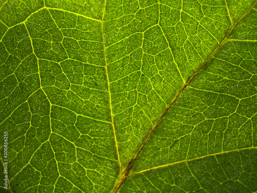 Leaf pattern. Closeup leaf texture. Leaf pattern. Closeup leaf texture.