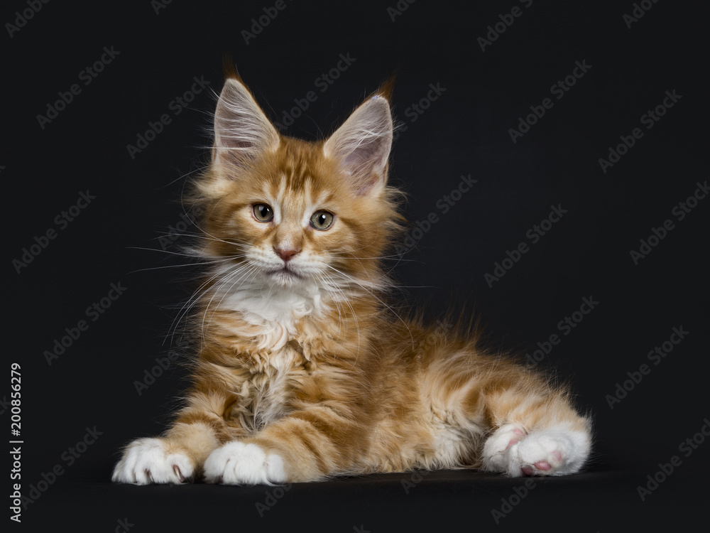 Sweet red tabby with white Maine Coon cat / kitten laying down like sphynx isolated on black background Sweet red tabby with white Maine Coon cat / kitten laying down like sphynx isolated on black background