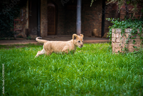 Fototapeta Naklejka Na Ścianę i Meble -  Cute young lion on the green grass. animal freedom concept photo