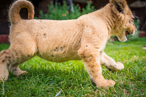 Fototapeta Naklejka Na Ścianę i Meble -  lion on green grass - cute young animal
