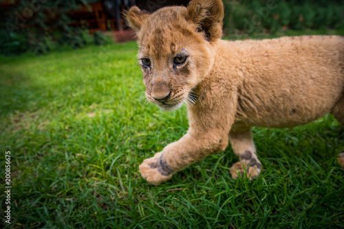Fototapeta Naklejka Na Ścianę i Meble -  Lion play on the grass - beautiful photo, edit space