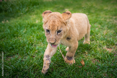 Fototapeta Naklejka Na Ścianę i Meble -  Lion play on the grass - beautiful photo, edit space