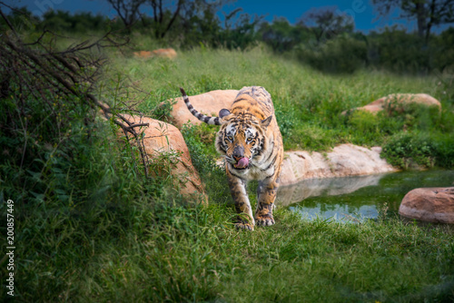 Fototapeta Naklejka Na Ścianę i Meble -  Wild Tiger on green grass