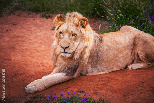 Fototapeta Naklejka Na Ścianę i Meble -  Wild lion on red ground - Animal in Africa