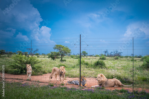 Fototapeta Naklejka Na Ścianę i Meble -  Lions in ZOO - Animals freedom concept photo