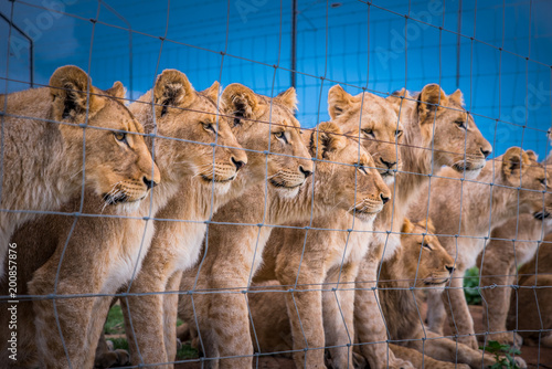 Fototapeta Naklejka Na Ścianę i Meble -  Lions together behind the fence. Animals freedom, concept photo