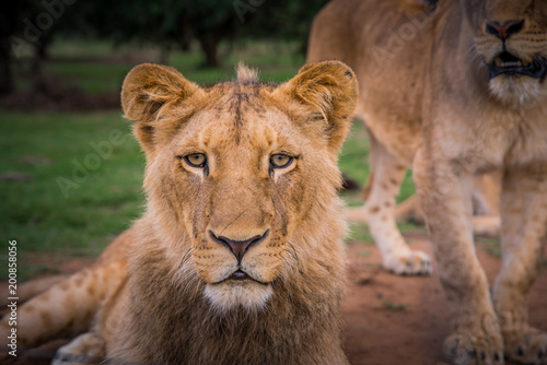 Fototapeta Naklejka Na Ścianę i Meble -  Lion female portrait. Close up photo