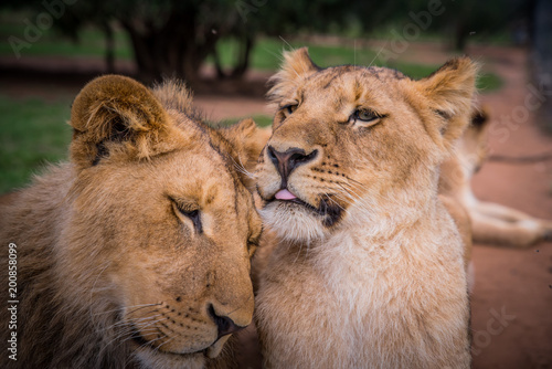Fototapeta Naklejka Na Ścianę i Meble -  Two lions playing together. animals in love