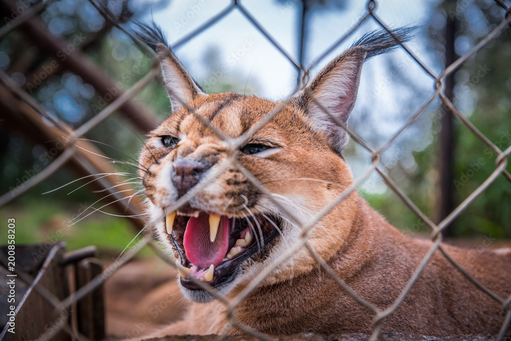 Obraz premium Wild cat in South Africa ZOO