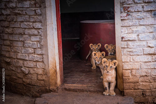 Fototapeta Naklejka Na Ścianę i Meble -  Cute lions together on the yard, wild animals in Africa