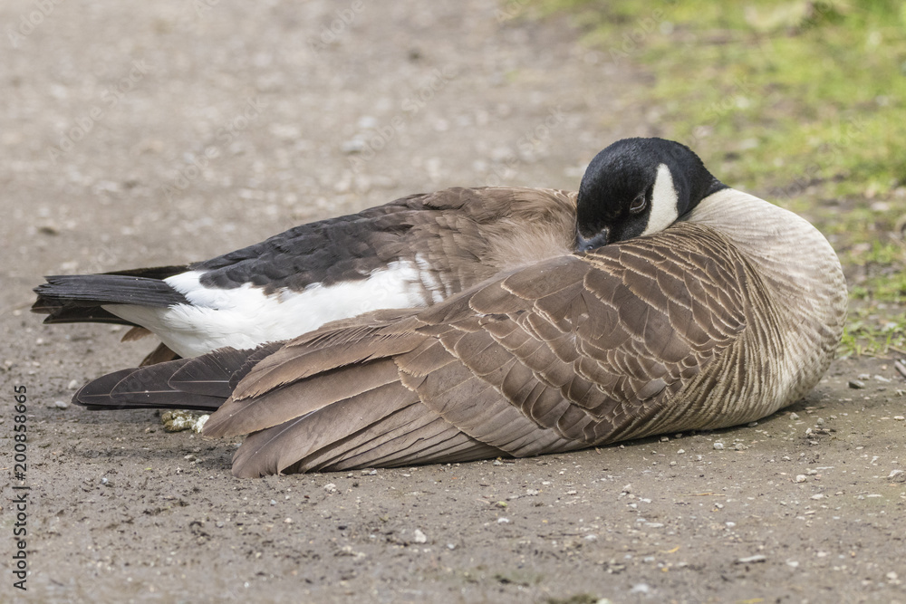 Cute Canada Goose Sleeping Stock Photo | Adobe Stock