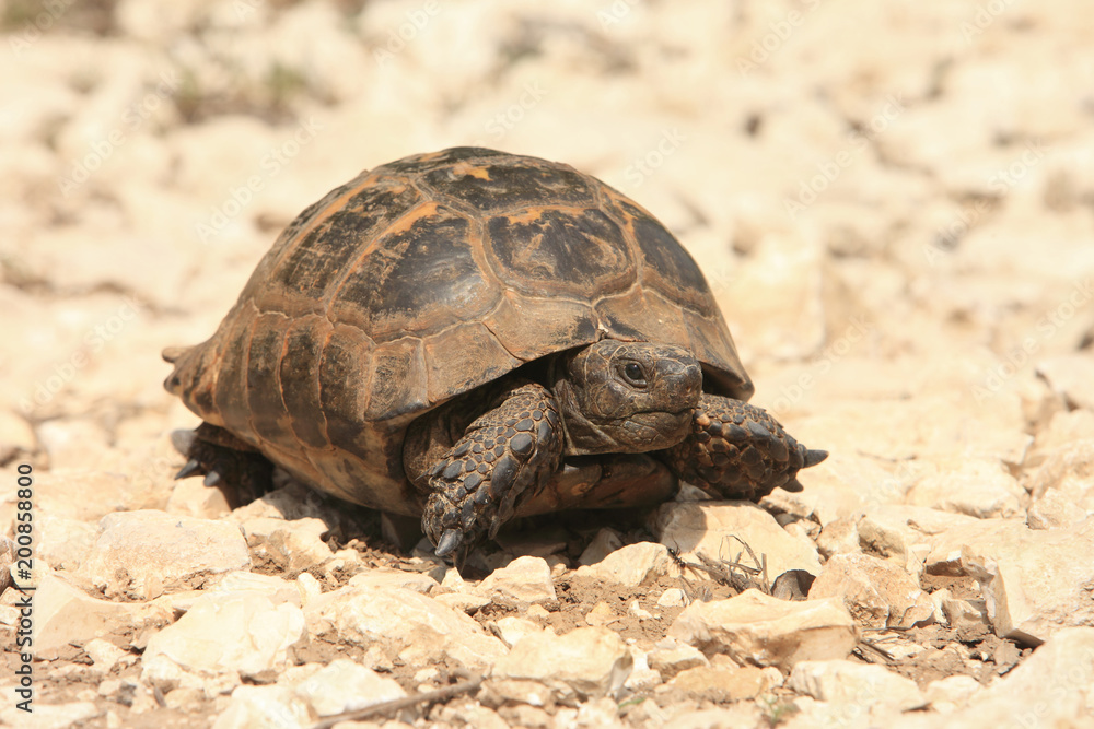 Spur-thighed Tortoise (Testudo graeca) in natural habitat Spur-thighed Tortoise (Testudo graeca) in natural habitat