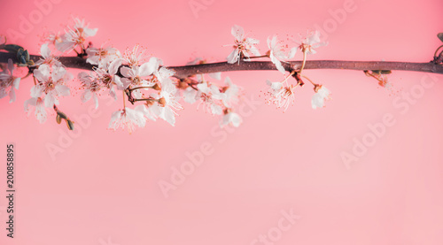 Beautiful spring background with white cherry blossom at pastel pink background, frame