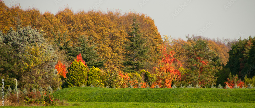 Obraz premium Autumn Colors in Lucca