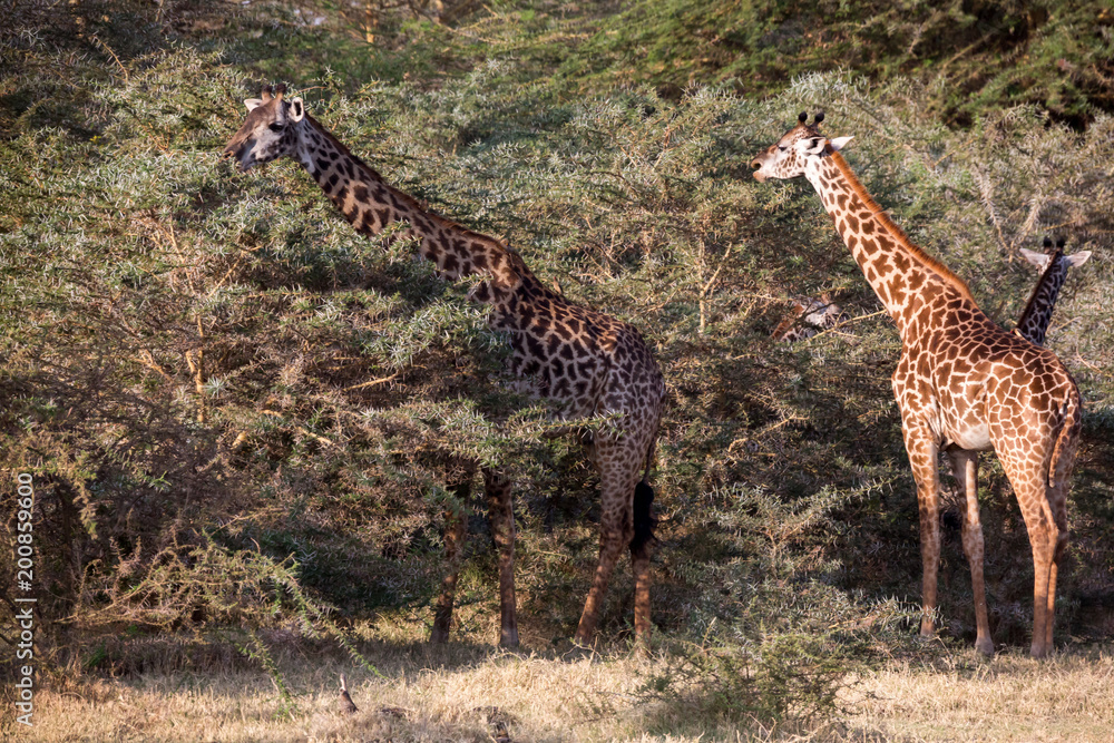 Obraz premium Giraffen in der Savanne