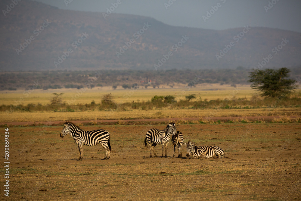 Fototapeta premium Zebra (Equus quagga)