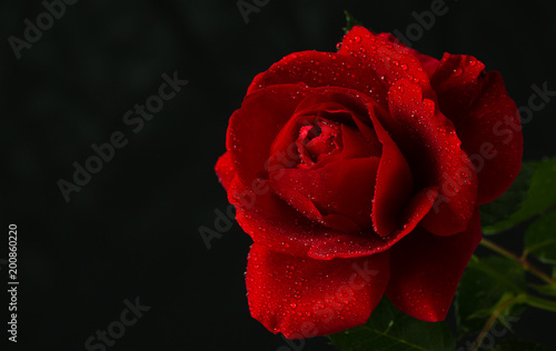 red rose in close up view