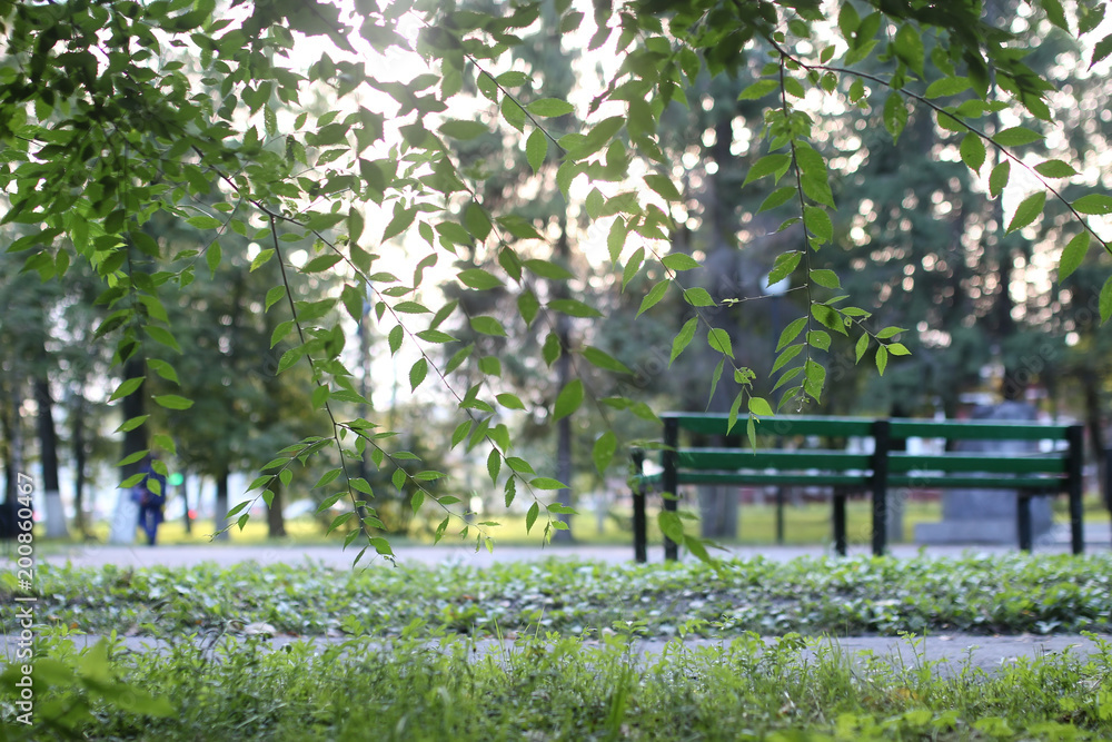 Naklejka premium park leaf sun