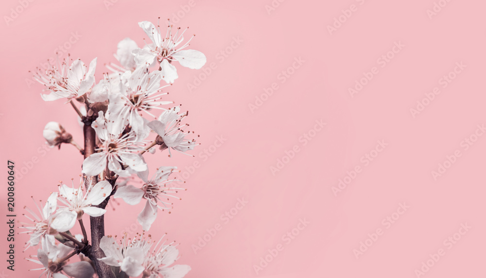 White cherry blossom at pastel pink background, spring nature and holidays  layout Stock Photo | Adobe Stock