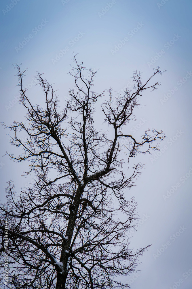 Leafless branches of park winter trees Leafless branches of park winter trees