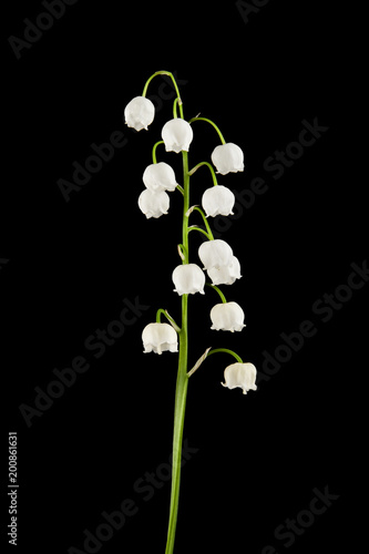 lily of the valley isolated on a black background