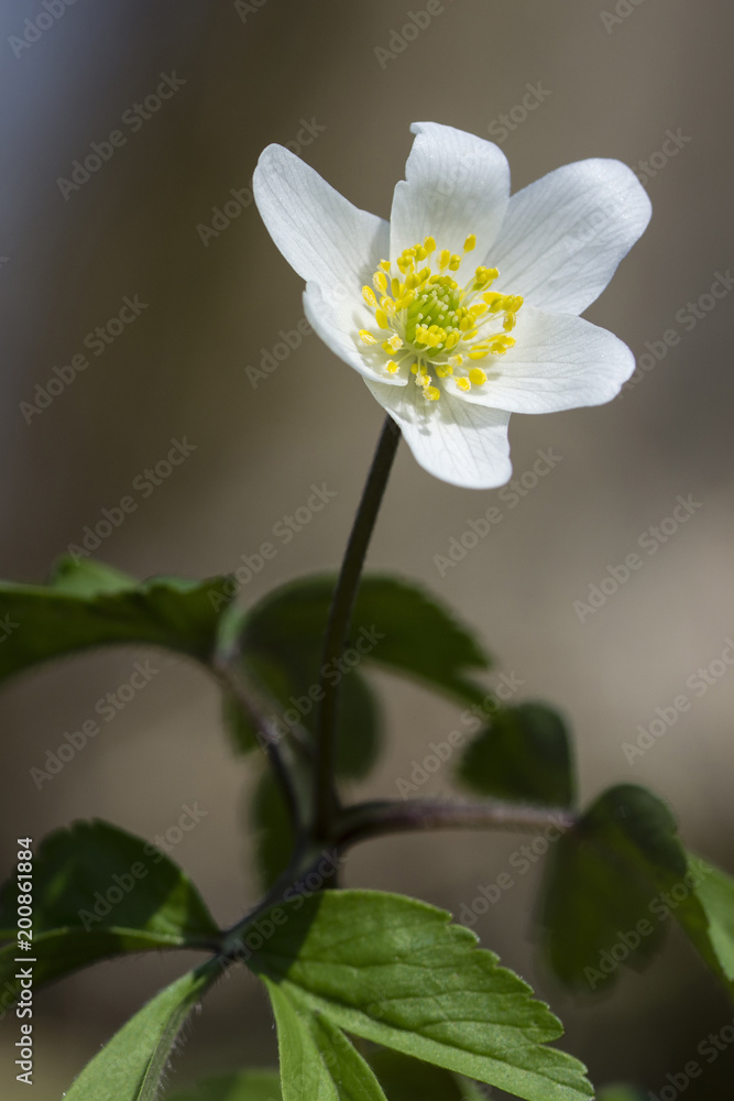 Obraz premium Detail of anemus flower blossom.