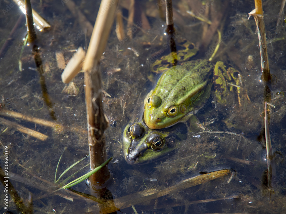 Frog couple preparing next generation in to the nature Frog couple preparing next generation in to the nature