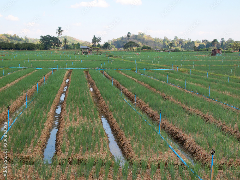 Green Onions Planted In The Field Green Onions Planted In The Field
