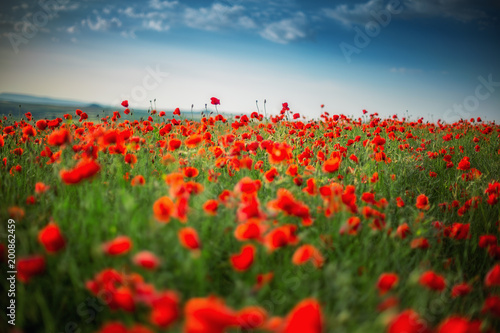 Field of bright red poppy flowers in summer © ValentinValkov