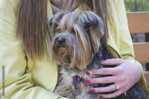 Adorable yorkshire terrier sitting on a female hands.
