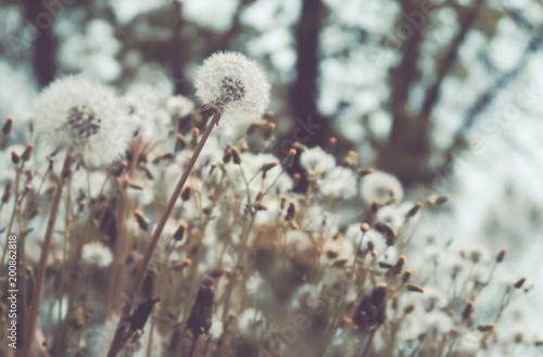 Fototapeta Naklejka Na Ścianę i Meble -  Dandelion