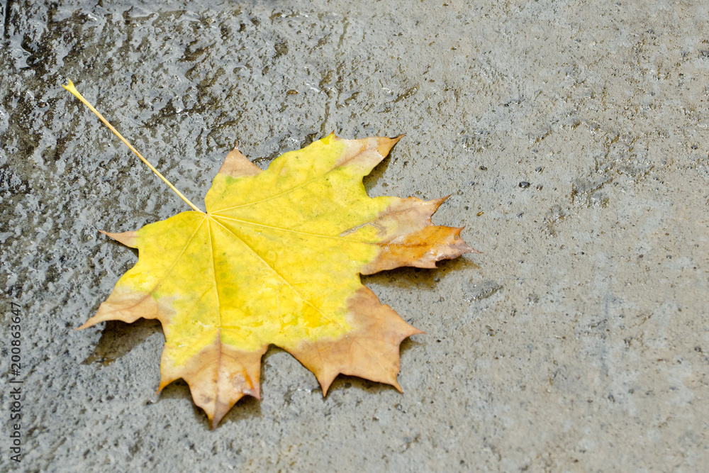 Yellow maple leaf on wet asphalt. Autumn concept Yellow maple leaf on wet asphalt. Autumn concept