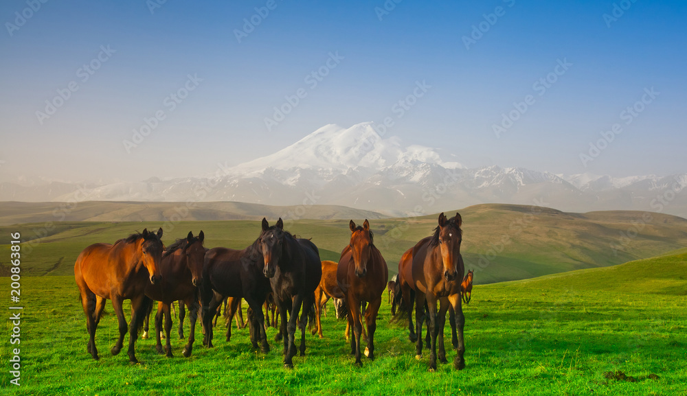 Herd of horses on a pasture in mountains, the Caucasus, Russia Herd of horses on a pasture in mountains, the Caucasus, Russia