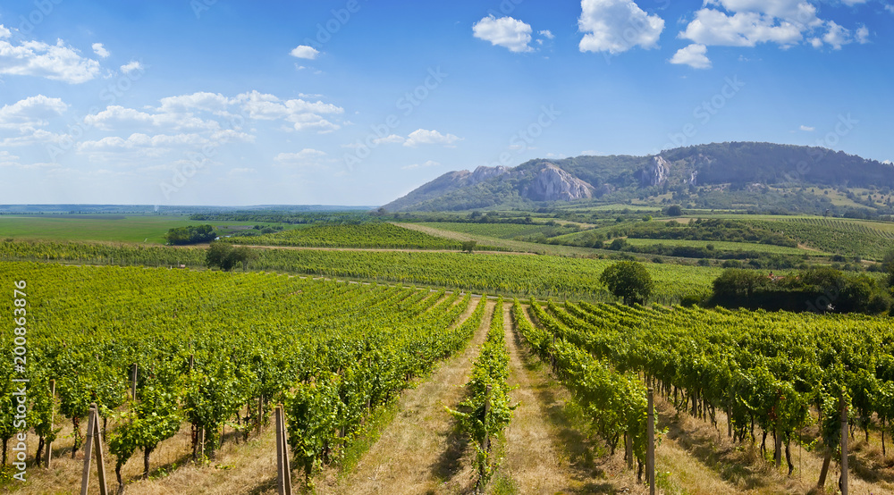 Big vineyard against the blue sky, Slovakia