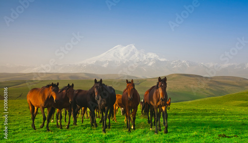 Herd of horses on a pasture in mountains  the Caucasus  Russia