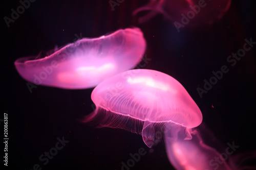 Multicolored jellyfish swim under water
