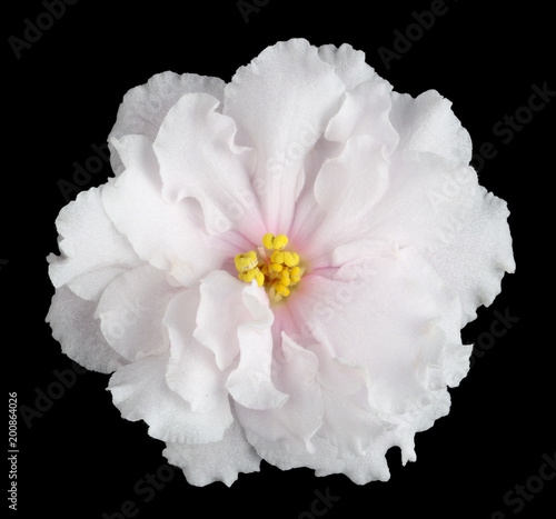 Texture of a pink cimple violet single flower. Isolated on black.