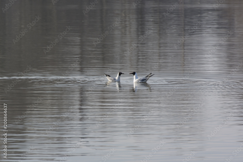 Two floating raccoons on the surface against each other. Two floating raccoons on the surface against each other.