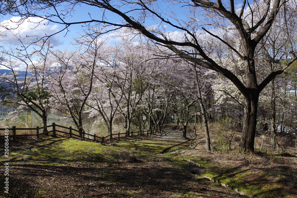 桜と苔の公園 K3AP4159