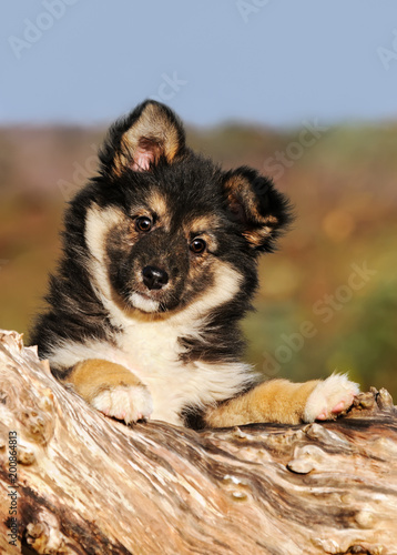 Icelandic Sheepdog puppy, long-hair black tricolor female photo