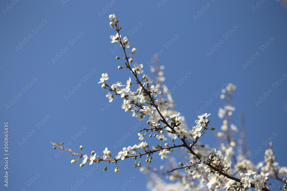 Spring blossoming spring flowers on a plum tree against blue sky Spring blossoming spring flowers on a plum tree against blue sky