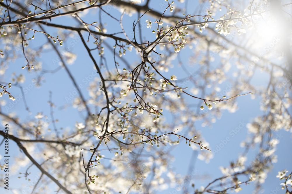 Spring blossoming spring flowers on a plum tree against blue sky Spring blossoming spring flowers on a plum tree against blue sky